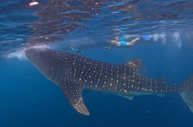 Full Day Sumbawa Tour and Swimming with Whale Sharks - Final Thoughts: Is This Tour Worth It?
