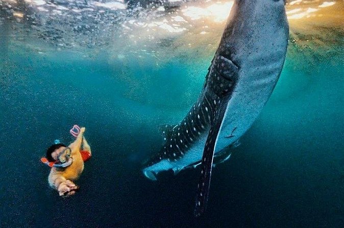 Full Day Sumbawa Tour and Swimming with Whale Sharks - FAQs