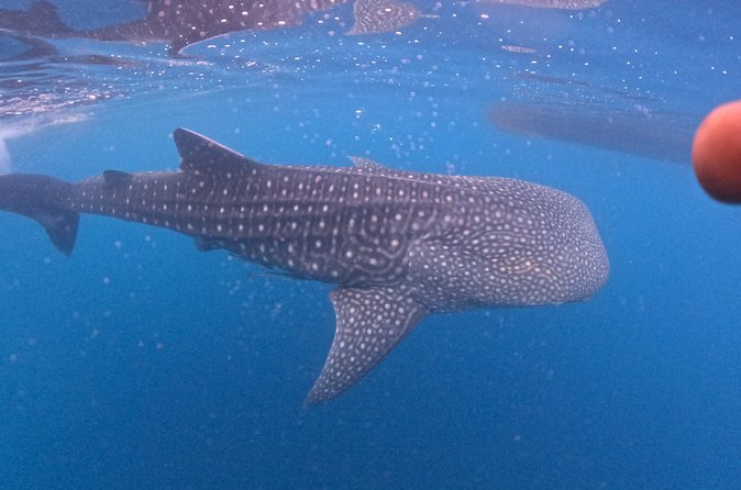 Full Day Sumbawa Tour and Swimming with Whale Sharks - Practical Details
