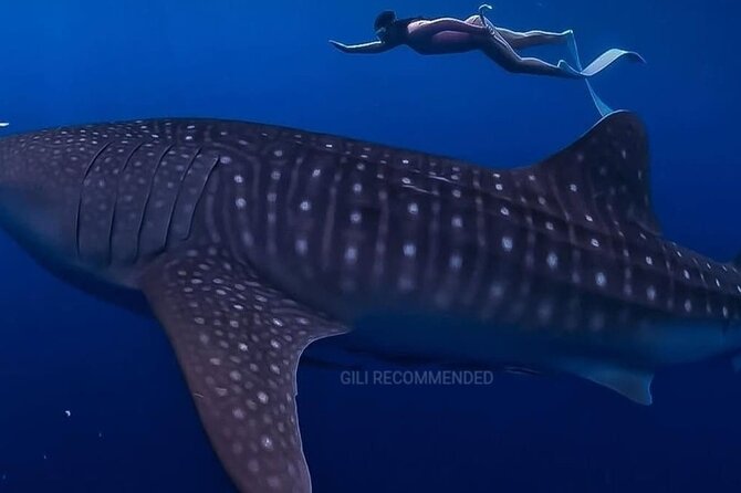 2 Days 1 Night Whale Shark Sharing - Who Will Love This Tour?