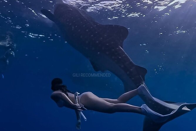 2 Days 1 Night Whale Shark Sharing - FAQ