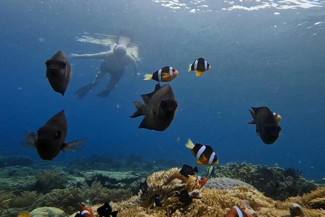 Snorkeling Trip Gili Gede, Asahan, Rengit, Layar and Goleng - Final Thoughts