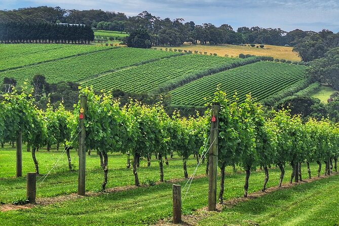Mornington Peninsula Private Wine Tour. Your day. Your Way. - What Travelers Say