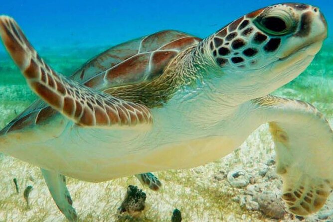 Half Day Private Snorkeling with Turtles and Majestic Cenotes - Experience Tulum’s Hidden Gems: Snorkeling with Turtles & Majestic Cenotes
