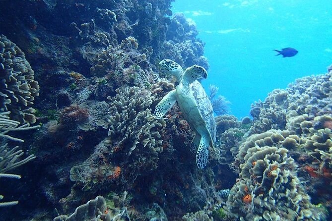 Cozumel Snorkel Experience! El Cielo Beach & Reef from Tulum City - Practical Aspects and What to Expect