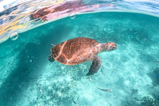 From Tulum: Akumal Beach Swim and Snorkel with Turtles Experience - Final Thoughts: Who Is This Tour Best For?