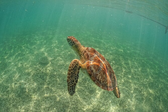 From Tulum: Akumal Beach Swim and Snorkel with Turtles Experience - FAQ
