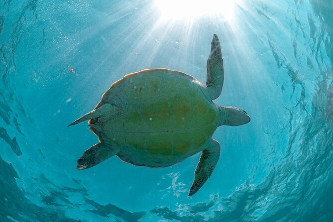 From Tulum: Akumal Beach Swim and Snorkel with Turtles Experience - Good To Know