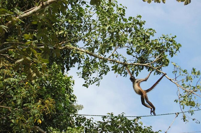 Tulum Monkey Sanctuary Tour Punta Laguna - Exploring the Tulum Monkey Sanctuary Tour Punta Laguna: An Authentic Jungle Experience