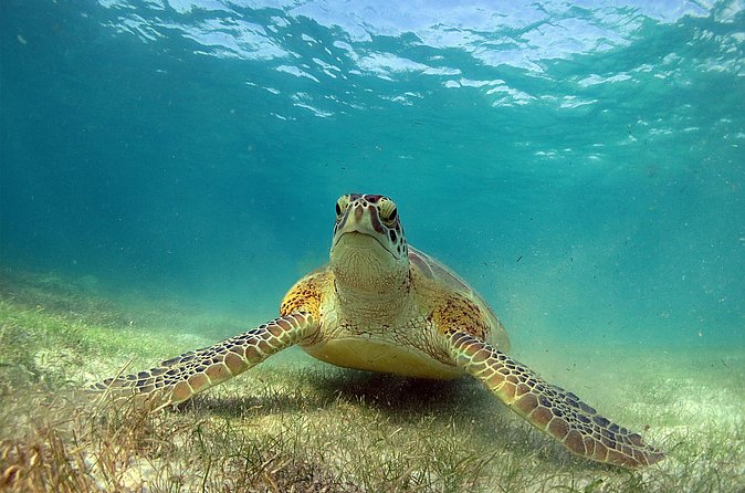 Turtles and Cenote Snorkeling Activity from Tulum - Authenticity and Tips from Reviewers