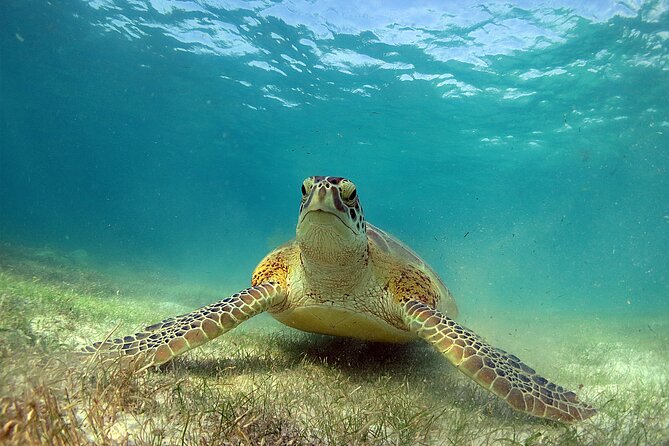 Turtles and Cenote Snorkeling Activity from Tulum - Discovering Tulum’s Underwater Treasures: Turtles and Cenote Snorkeling Tour