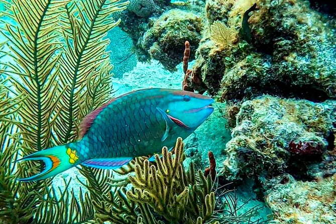 Private Tour Reefs and Corals Puerto Morelos Snorkel Lunch - Authentic Experiences and Personal Insights