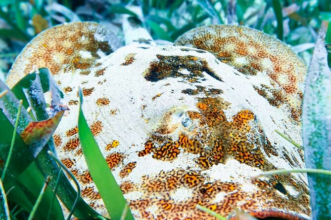 Private Tour Reefs and Corals Puerto Morelos Snorkel Lunch - FAQs