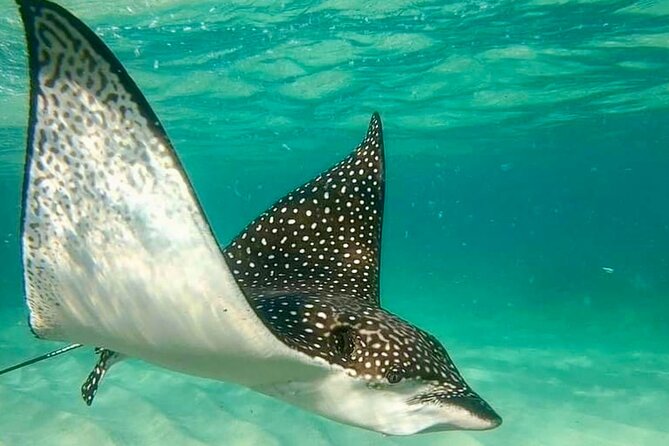 Private Tour Reefs and Corals Puerto Morelos Snorkel Lunch - Value and Cost Analysis