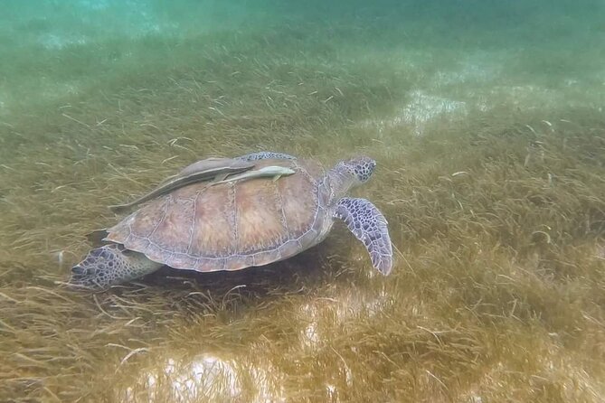 Snorkeling with Sea Turtles and Cenote Adventure - Who Would Benefit Most?