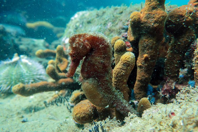 Private Program for Accredited Diver in Búzios - FAQs