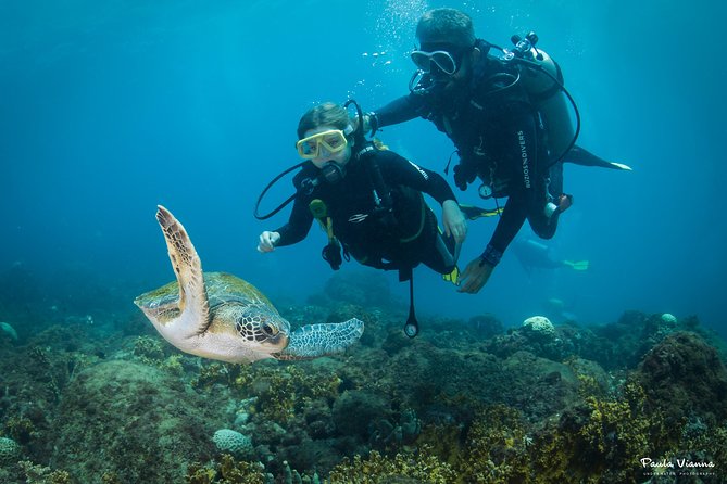 Diving for Beginners and Accredited - Búzios RJ - Who Should Consider This Tour?