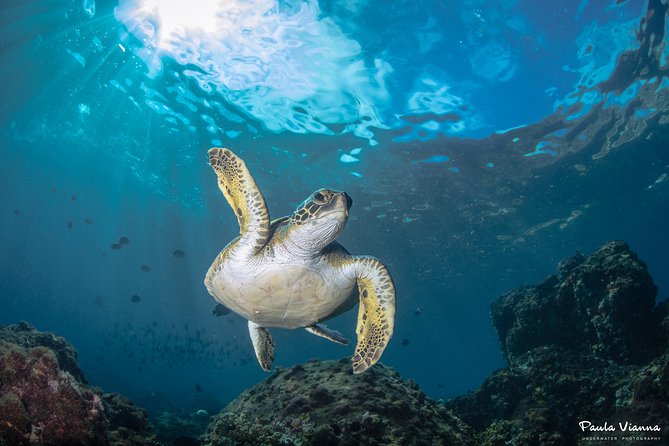 Diving for Beginners and Accredited - Búzios RJ - Key Points