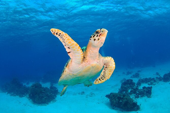 Discover scuba diving in Búzios - What the Tour Includes and What You Should Know