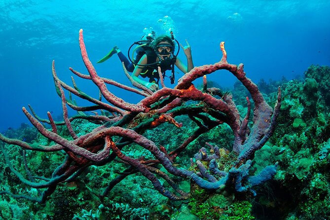 Discover scuba diving in Búzios - Who Is This Tour Best For?