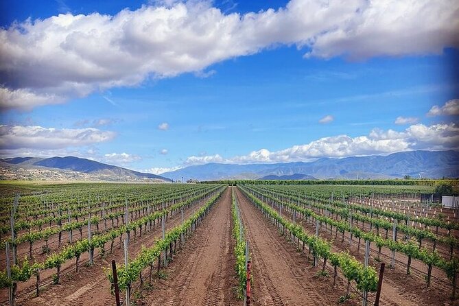 Private Temecula Wine Tour from Oceanside - Who Will Enjoy This Tour?