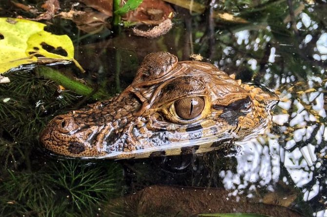 4 days 3 nights  Peruvian Tambopata Jungle - Key Points