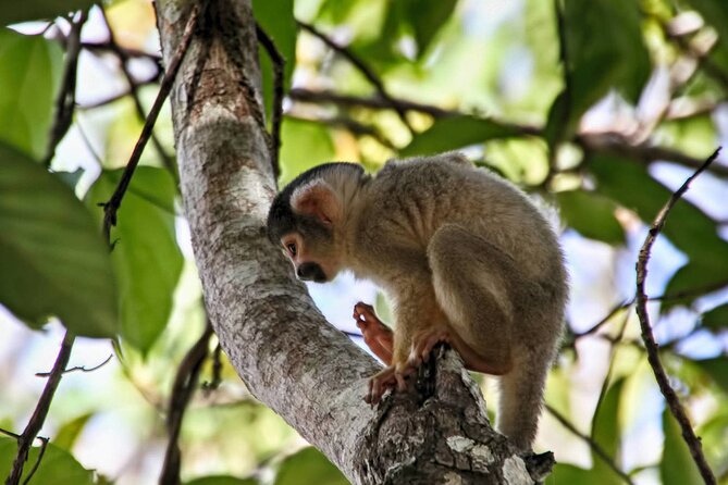 4 Day Tour in Tambopata National Reserve - Exploring the Itinerary in Detail
