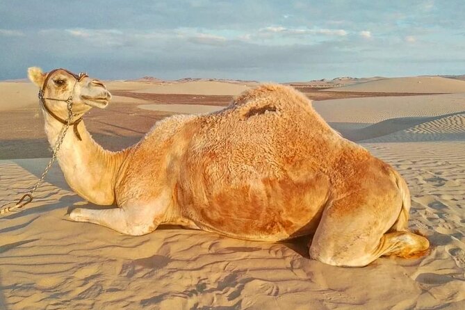 From Ica: Camel + buggy ride - Key Points