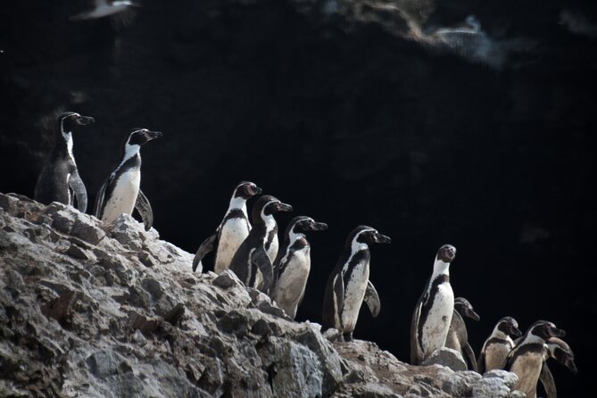 Ballestas Islands and Paracas Reserve Expedition from Ica group - Beaches and the Paracas National Reserve: Nature and Relaxation