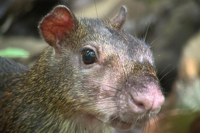 Parque Nacional Corcovado- Sirena day tour desde Puerto Jiménez - What We Think