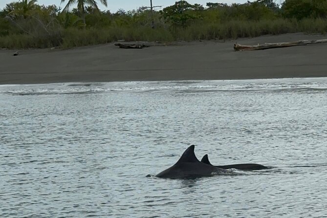 Parque Nacional Corcovado- Sirena day tour desde Puerto Jiménez - Exploring Costa Rica’s Most Biodiverse Corner: Parque Nacional Corcovado – Sirena Day Tour from Puerto Jiménez