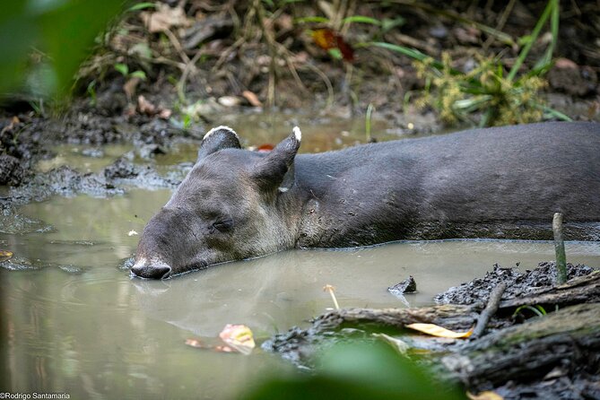 Corcovado Sirena Station From Puerto Jimenez By Boat ALL INCLUDED - The Experience in Detail: What to Expect