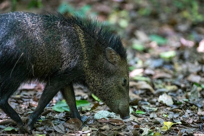 Corcovado Sirena Station From Puerto Jimenez By Boat ALL INCLUDED - Why This Tour Offers Great Value