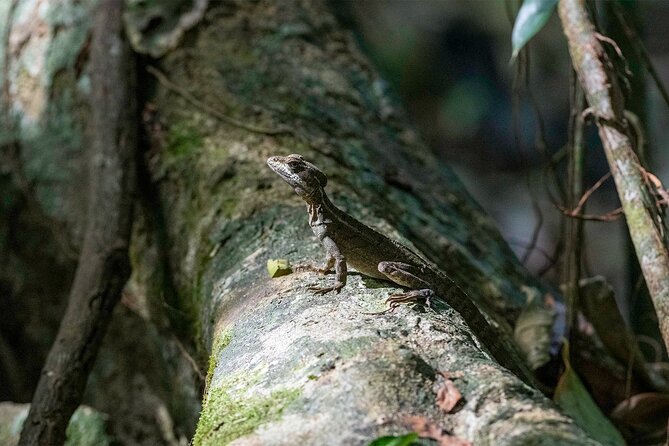Corcovado Sirena Station From Puerto Jimenez By Boat ALL INCLUDED - FAQ