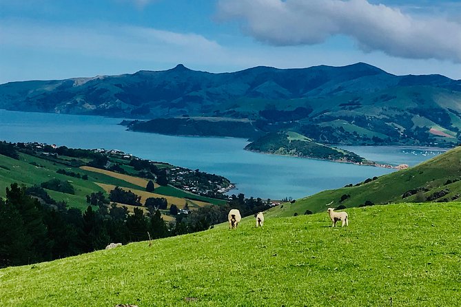Akaroa Explorer- Guided Electric Bike Tour in Akaroa - FAQ