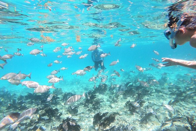 Half Day Private Tour to Islamorada Alligator Reef and Sandbar - Who is this tour perfect for?