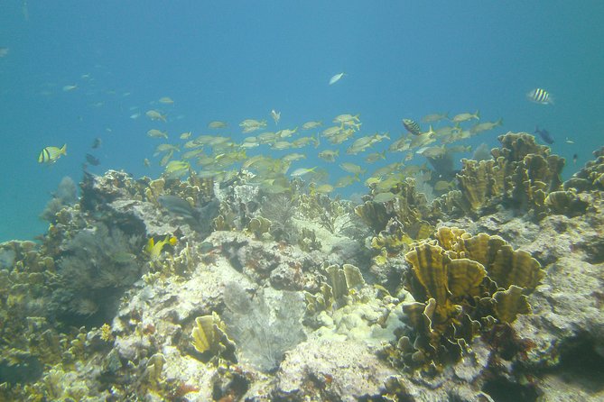 Try Scuba Diving with Professional Scuba Instructor - Who Is This Tour Best Suited For?