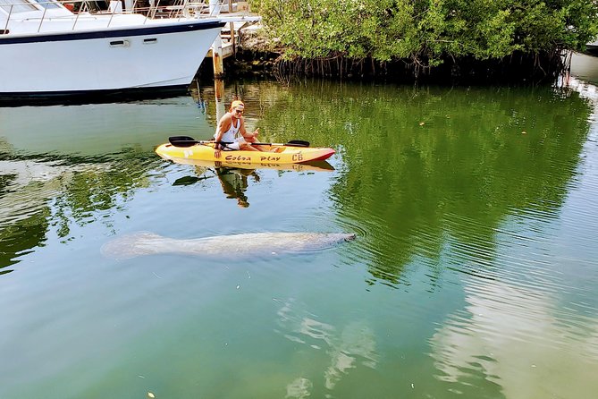 Mangroves and Manatees - Guided Kayak Eco Tour - In-Depth Review of the Mangroves and Manatees Eco Tour