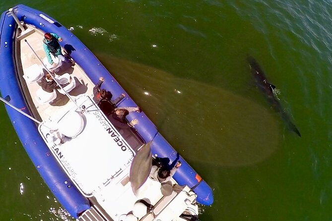 Great White Sharks Topside in Monterey Bay - An In-Depth Look at the Great White Sharks Topside Tour