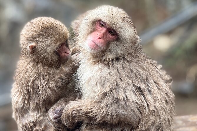 Nagano Snow Monkey Private Full-Day Tour - Exploring Nagano’s Top Sights in One Day