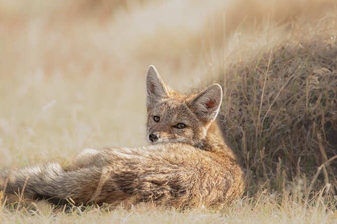 Private Pumas and Wildlife Watching Experience - Exploring the Details — What Makes This Tour Special