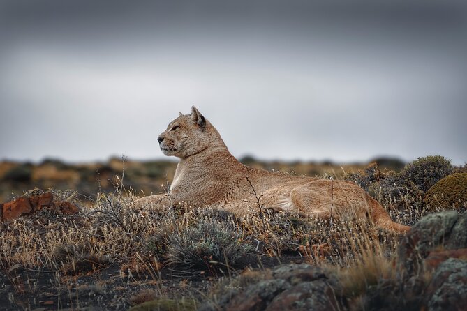 Private Pumas and Wildlife Watching Experience - What Can You Expect During the Day?