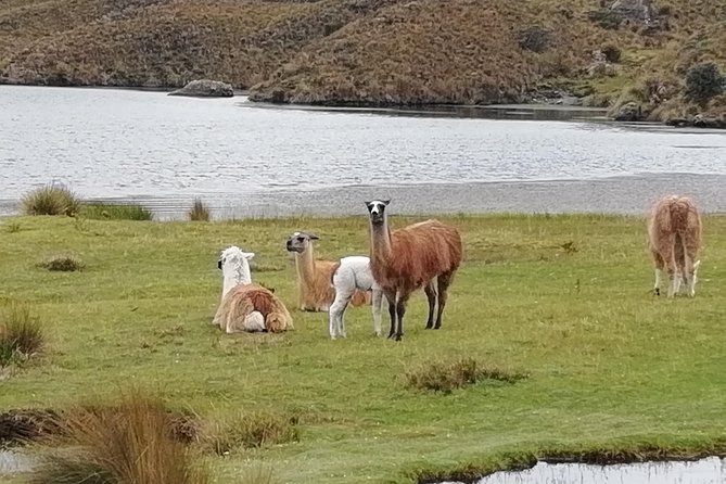 Cajas NP Hiking & Thermal Baths from Cuenca - The Sum Up: Who Will Love This Tour?
