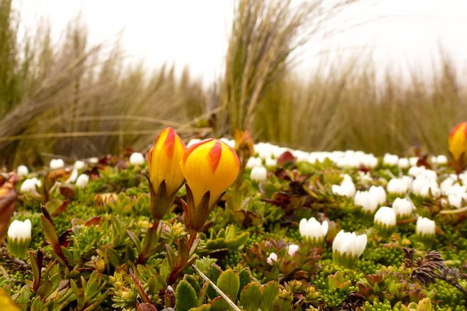Cajas NP Hiking & Thermal Baths from Cuenca - Key Points