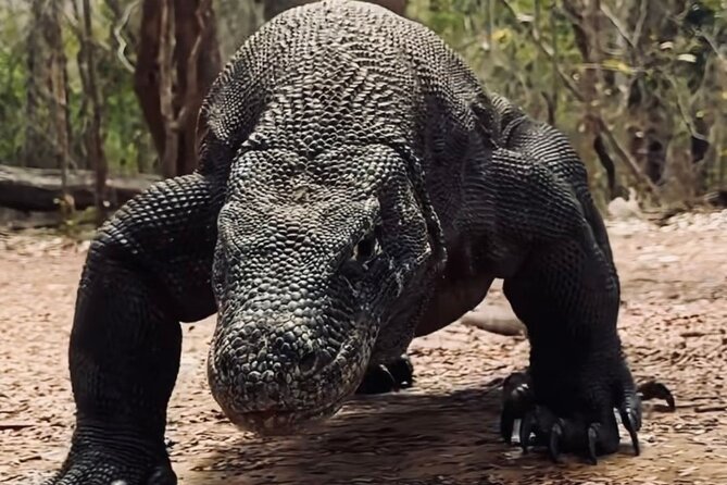 Daily Open Trip Komodo by Speedboat - Final Thoughts: Is This Tour for You?