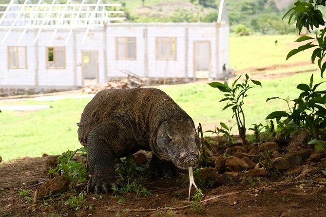 Daily Open Trip Komodo by Speedboat - Frequently Asked Questions
