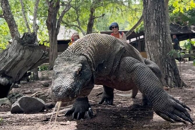 Daily Open Trip Komodo by Speedboat - Good To Know