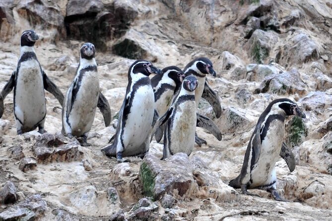 Boat Tour of the Ballestas Islands in Paracas - FAQs