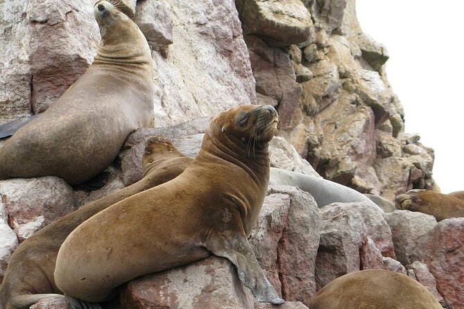 2-Hour Ballestas Islands Tour by modern boat - Why This Tour Is a Great Choice
