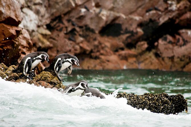 2-Hour Ballestas Islands Tour by modern boat - FAQs